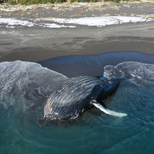 beached-whale.jpg